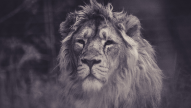 6 Lessons You Can Learn from The King of the Jungle