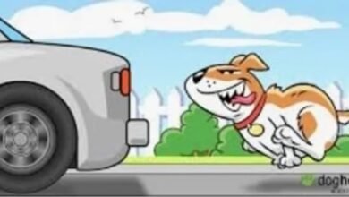 Stray Dogs, Moving Cars, Random Barks !