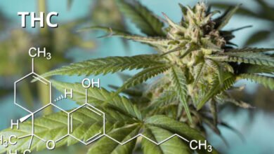 Cannabis study suggests THC impairs working memory through increased mind wandering and diminished performance monitoring