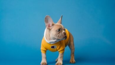 French Bulldog for sale in New Jersey