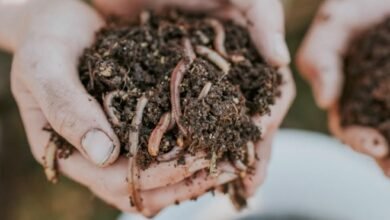 What Can Compost Worms Teach Us?