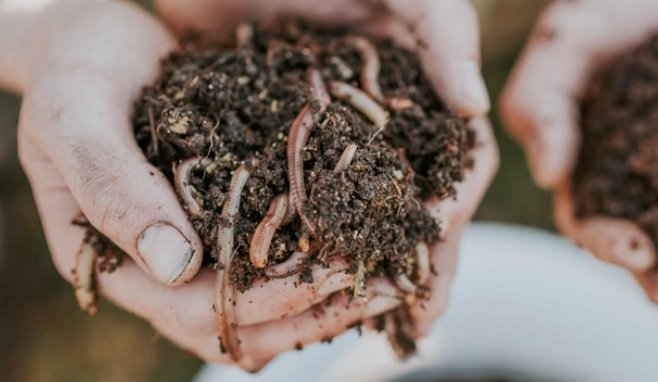 What Can Compost Worms Teach Us?